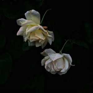 另类图片亚洲校园小说区
